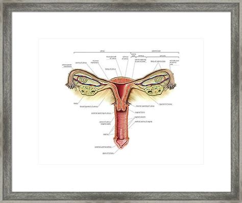 Female Genital System Photograph By Asklepios Medical Atlas