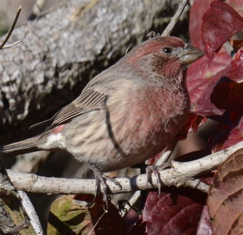 red sparrow   backyard feeder natural crooks ramblings