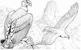 Condor Coloring Andean Cóndor Drawings Bird Andino Condors Supercoloring Pages Tattoo Dibujo Printable Dibujar Dibujos Da Dark Drawing Visit Inca sketch template