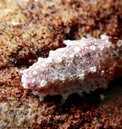 Afbeeldingsresultaten voor "plesiocolochirus Challenger". Grootte: 176 x 185. Bron: www.samarineguide.com.au
