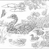 Coloring Pages Uncolored Colorful Choose Board Birds sketch template