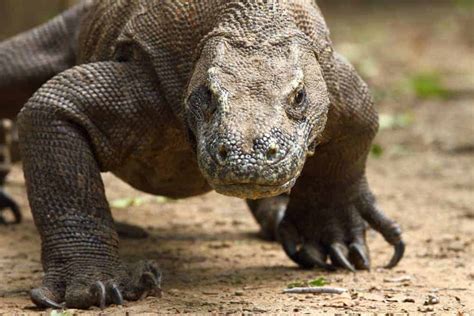 komodo   dragons focusing  wildlife