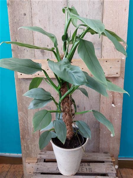 philodendron  moss pole