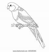 Rosella Line Parrot sketch template