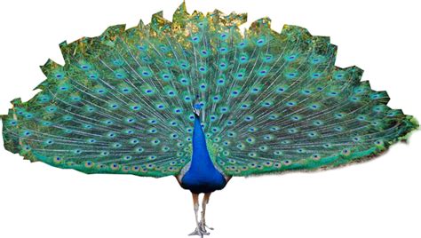 Peacock Png