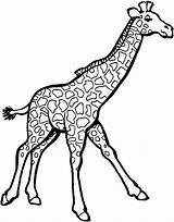 Grassland Animals Coloring Pages Getcolorings Color Print sketch template