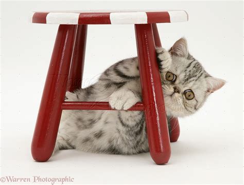 silver exotic cat   stool photo wp
