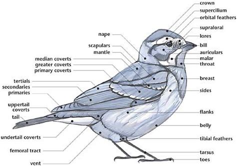 swartzentrovercom external anatomy   bird bird art print bird sketch bird drawings
