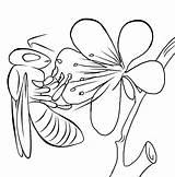 Colorat Albina Bees Pollination Bestcoloringpagesforkids Process sketch template
