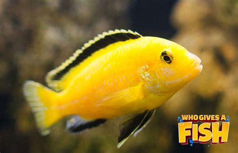 electric yellow cichlid    fish