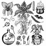 Witchcraft Mandrake Mythical Ingredient sketch template