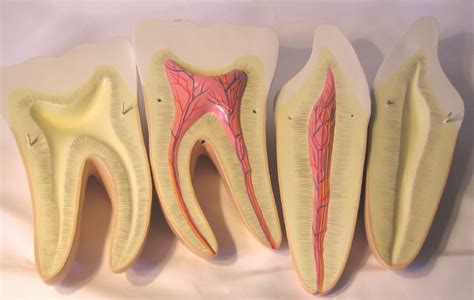 human tooth expansion model