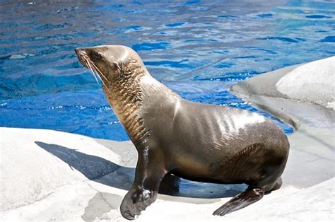 melbourne zoo seal  trip   melbourne zoo   jan flickr