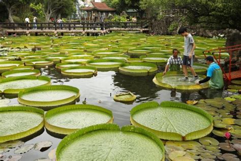 these giant water lilies are so big you can sit on them and float