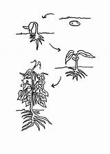 Plant Bean Coloring Growing Plants Lifecycle Cycle Life Sheet Seed Lima Clipart Pages Grow Sketch Library Popular Template sketch template