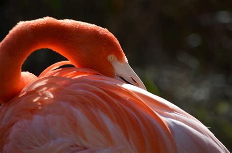 random images   nightowl tribute   flamingo