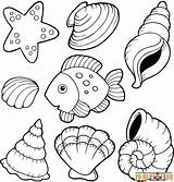 Coloring Shell Pages Shells Seashells Sea Printable Beach Clipart Kids Oyster Color Print Fish Sheets Drawings Drawing Getcolorings Clip Outline sketch template