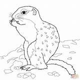 Squirrel Ground Arctic Drawing Coloring Clipart Pages Line Tree Printable Supercoloring sketch template