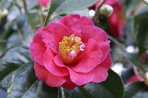 camellia flowers world