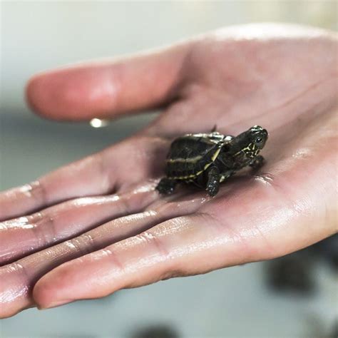 die besten  baby turtles  sale ideen auf pinterest haustier