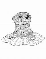 Coloring Pages Animal Adult Animals Otter Adults Printable Calm Book Books Colouring Wild Color Patterns Mandala Creatively Sheets Otters Baby sketch template