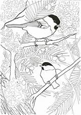 Coloring Choose Board Chickadee Willow sketch template