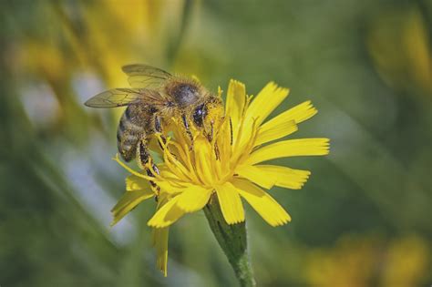 How Bees Make Honey Bees Making Honey
