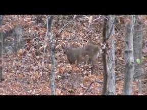 deer hunting  tennessee  youtube