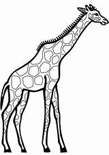 Girafas Girafa Giraf Jirafa Colorare Sheets sketch template