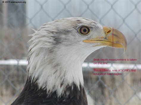 Determining Gender In Bald Eagles – Raptor Rehabilitation Education