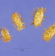 Afbeeldingsresultaten voor Dendrotion spinosum familie. Grootte: 179 x 185. Bron: keys.lucidcentral.org