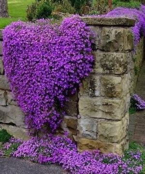 drapingclimbing purple flower