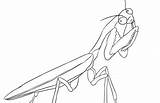 Mantis Coloring sketch template