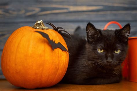 profound halloween safety tips  pets