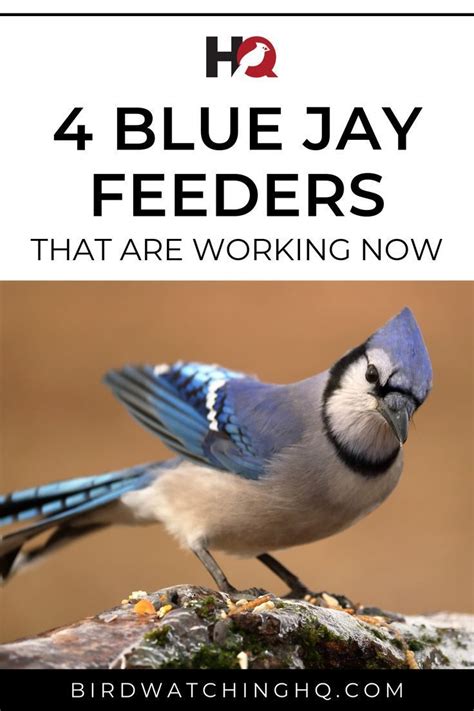 blue jay feeders working     bird watching hq blue jay feeder blue jay