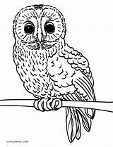 Owl Coloring Pages Realistic Printable Baby Owls Color Kids Print Template Cute Cool2bkids Getcolorings sketch template