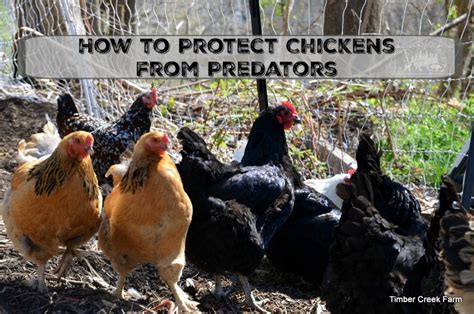 how to protect chickens from predators timber creek farm