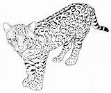 Leopard Coloring Pages Color Animal Animals Printable Print Sheet sketch template
