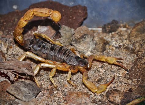 worlds  dangerous scorpions planet deadly