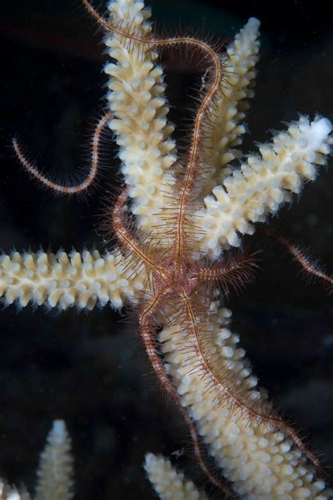 echinoblog deep sea brittle stars occur  lateral bands