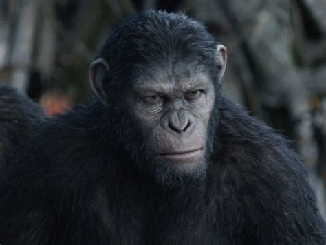 not all apes are created equal for dawn