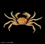 Afbeeldingsresultaten voor "carcinoplax Longispinosa". Grootte: 186 x 185. Bron: www.crustaceology.com