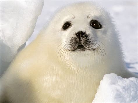 fonds decran phoque tous les wallpapers phoque animals albino animals baby harp seal
