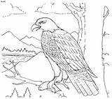 Animals Endangered Drawing Eagle Coloring Philippine Clipart Pages Animal Danger Stranger Bald Kids Getdrawings Color Sheets Colouring Printable Bird Adult sketch template