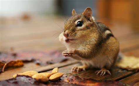 chipmunk small squirrel  animal hd wallpaper high quality