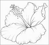 Flower Coloring Hawaiian Hibiscus Pages Plants Printable Template Flowers Kids Tropical Drawing Tattoo Flores Para Desenhos Sampletemplatess Desenho Flor Br sketch template