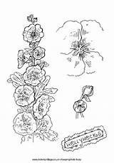 Hollyhocks Coloring Colouring Drawings Flower Flowers Drawing Pages Explore 55kb sketch template