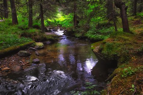photo forest river beautiful creek forest   jooinn