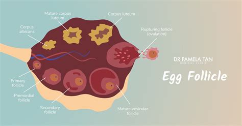 Egg Follicle Illustration Infertility Transvaginal Ultrasound