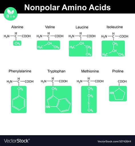 amino acids  marked radicals nonpolar group vector image